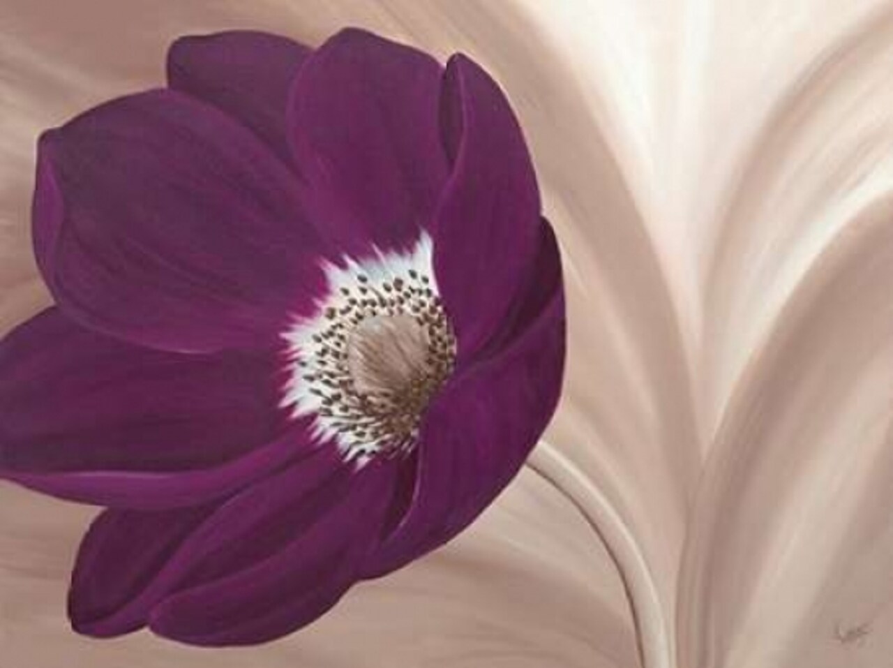 Velvet Anemone Poster Print by Kaye Lake - Item # VARPDX85147